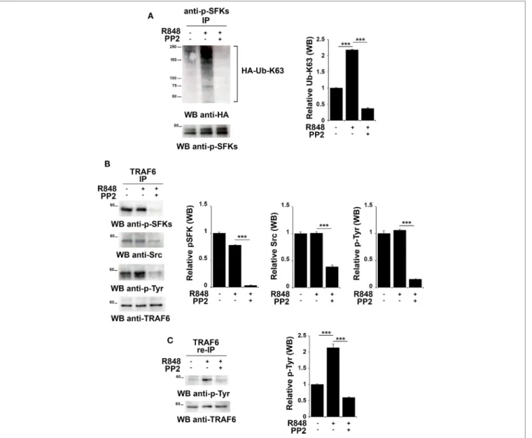 FigUre 5 | TLR7 triggering leads to tyrosine kinase dependent Src K63-linked ubiquitination and TNFR-associated factor 6 (TRAF6) tyrosine phosphorylation