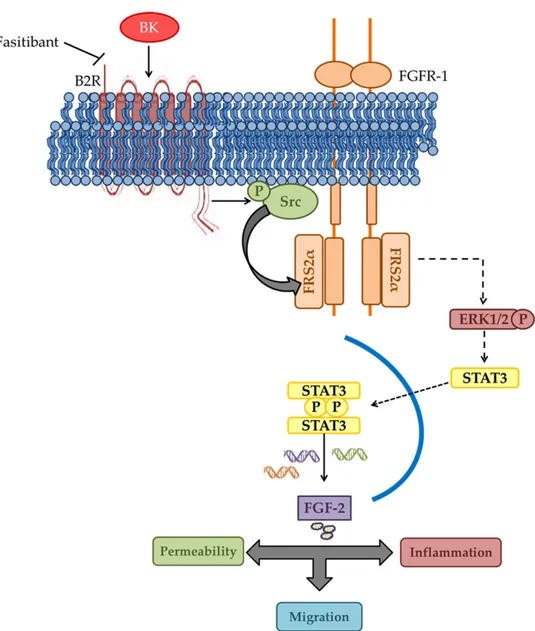 Figure 8 Schematic model of BK/B2R-FGF-2/FGFR-1 interaction in endothelial cells. The figure depicts  the interaction between BK and FGF-2 signaling in endothelial cells