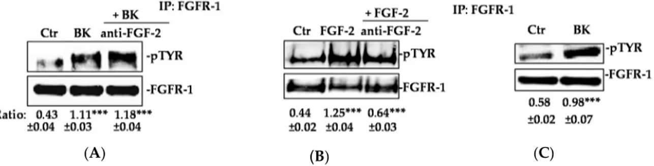 Figure 4. BK phosphorylates FGFR-1 despite the absence of FGF-2. (A,B) HUVEC were treated with 