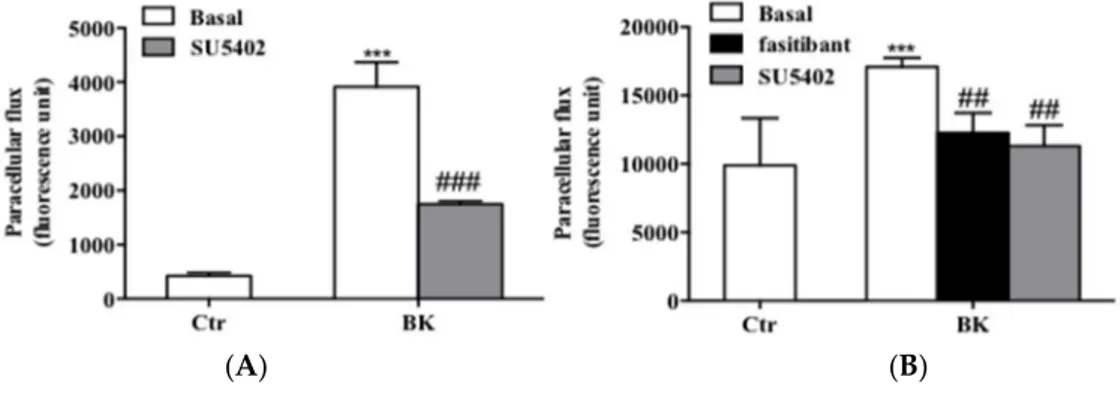 Figure 5. c-Src mediates FGFR-1 phosphorylation induced by BK/B2R system. (A) HUVEC and (B) HREC were treated with fasitibant (fas, 1 µM), then stimulated with BK (1 µM) for 15 min, and c-SRC phosphorylation was measured using western blot analysis