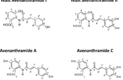 Figure 1. Molecular structure of yeast (YAvns) and oat avenanthramides. The structure of YAvnI and  YAvnII differ from Avenathramide A (Avn-A) and Avenanthramide C (Avn-C) respectively in the  position of the hydroxyl group relative to the amide bond