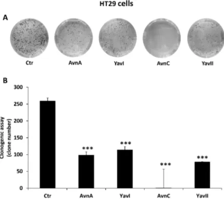 Figure 3. Natural and yeast-derived avenanthramides reduce clonogenicity of HT29 colon cancer  cells