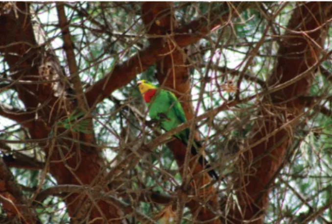 Figure 3. A Barraband’s Parakeet in Populonia Station (photo M. Foresta).