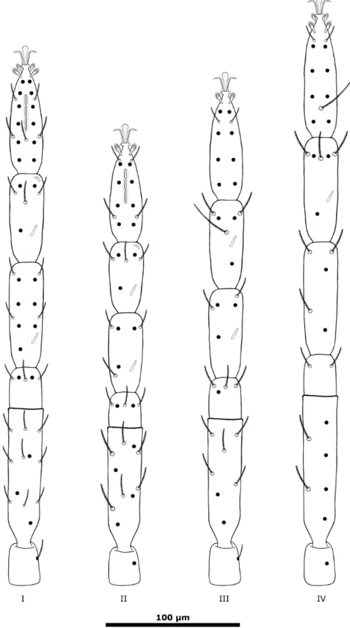 Figure 7. S. nunatakis sp. nov. Leg chaetotaxy; black dots represent the setae on the ventral side; 
