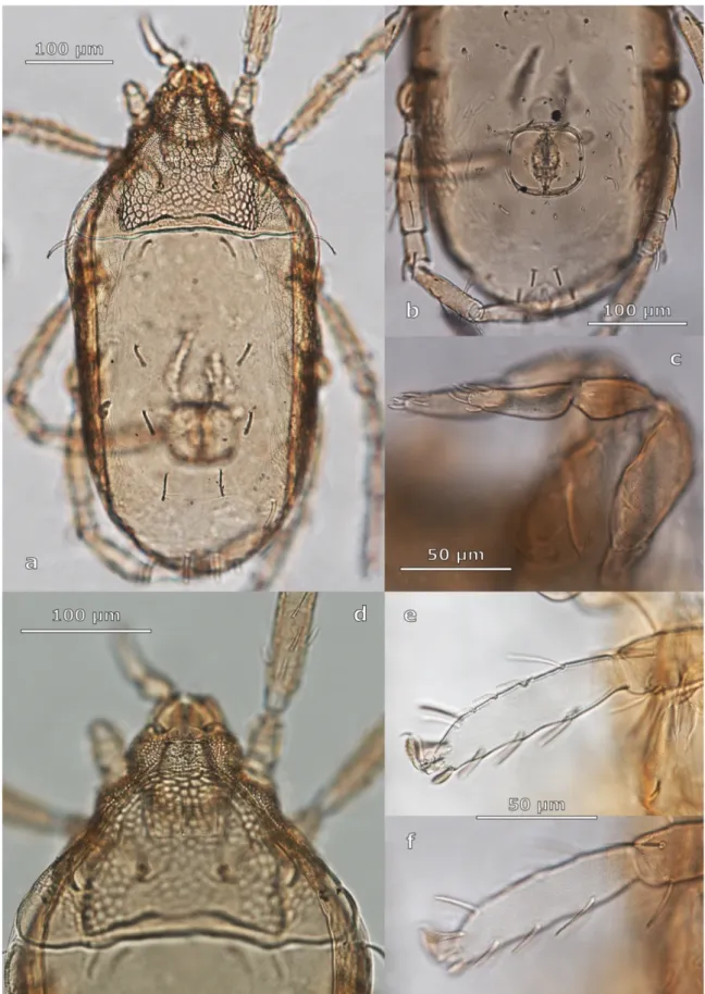 Figure 8. S. nunatakis sp. nov. (a) dorsal view; (b) ventral view with evident circular camerostome and visible asymmetry 