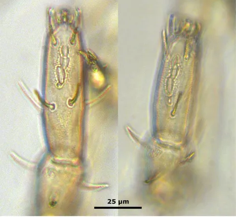 Figure 1. Stereotydeus ineffabilis sp. nov. (a) Dorsal view; (b) ventral view; (c) chelicera and (d) lateral view of the pedipalp