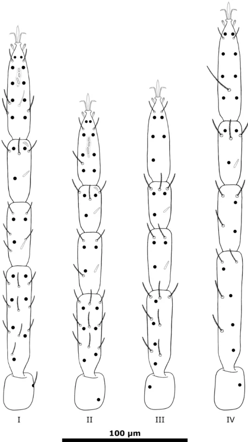 Figure 3. S. ineffabilis sp. nov. Chaetotaxy of legs of Inexpressible Island specimens; black dots rep-