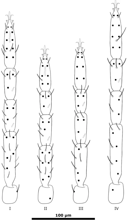 Figure 4. S. ineffabilis sp. nov. Chaetotaxy of legs of Prior Island specimens; black dots represent 