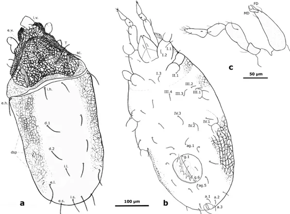 Figure 6. Stereotydeus nunatakis sp. nov. (a) Dorsal view; (b) ventral view and (c) lateral view of chelicera and pedipalp