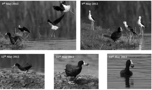 Figure 2. Predation of the Eurasian Coot on nests and eggs of Black-winged Stilt (photos: S