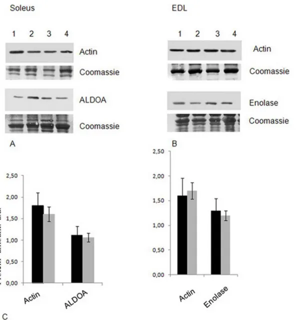 Figure 4. Validation of proteomic results. Protein amount of representative proteins in Soleus (panel A: actin and fructose-bisphosphate Aldolase A ) and EDL (Panel B: Actin and Enolase) was checked by WB with corresponding antibodies