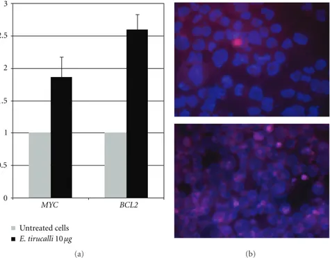 Figure 6: (a) qRT-PCR for BCL2 and MYC in untreated and E. tirucalli-treated cells. A marked up-regulation of both genes is observed following treatment