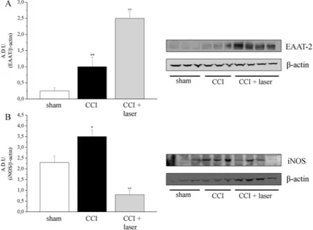 Figure 6.  Western blot analysis of inflammatory markers. Spinal cords were isolated at the end of the 