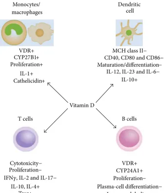 Figure 1: Effects of vitamin D on different immune system cells. Vitamin D regulates several immune system cell functions