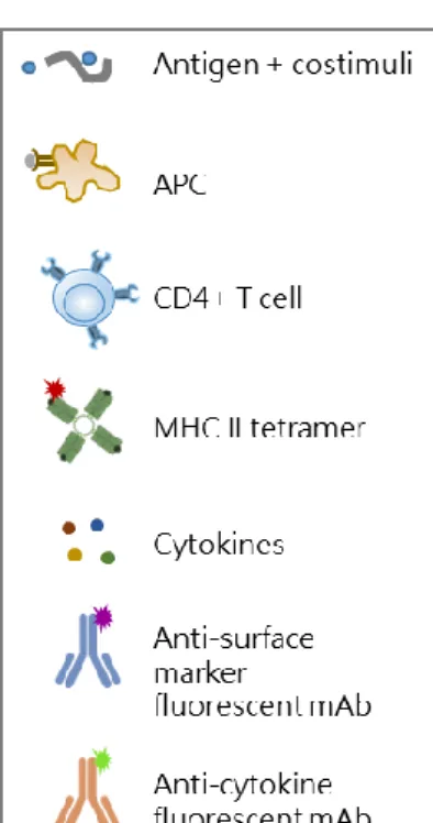 Figure 5. Optimal procedure for identifying multifunctional tetramer-specific CD4+ T cells