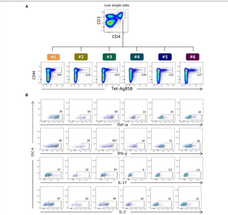 FIGURE 2 | Flow cytometric analysis of Tet-Ag85B + T cells producing cytokines. (A) Ag85B-tetramer binding T cells were identified among live single CD3 + CD4 + as CD44 high Tet-Ag85B + cells in the six different protocols, and the frequencies of positive 