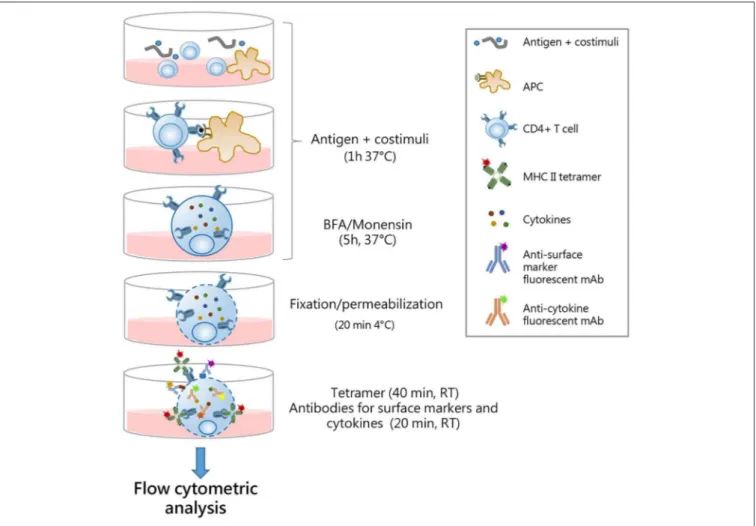 FIGURE 5 | Optimal procedure for identification multifunctional tetramer-specific CD4 + T cells