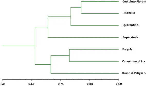 Figure 1. Hierarchical clustering (UPGMA algorithm) of six local varieties and one commercial  cultivar (‘Supersteak’)