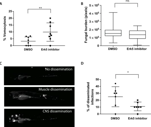 Fig. 4. ERK5 inhibition enhances vomocytosis and reduces dissemination in a zebrafish model of cryptococcosis