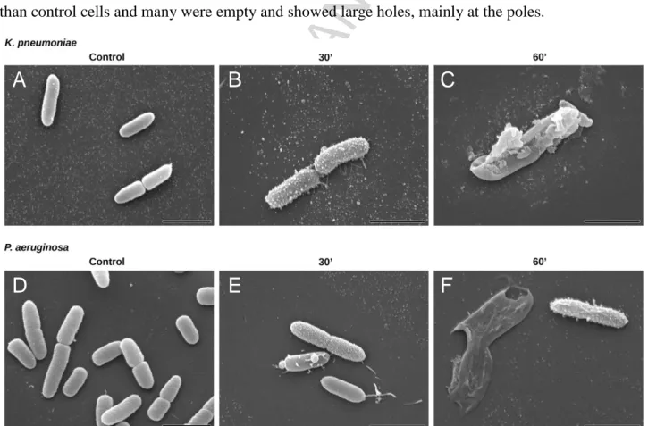 Figure 3. Scanning electron micrographs (SEM) of K. pneumoniae ATCC 13833 and P. aeruginosa 