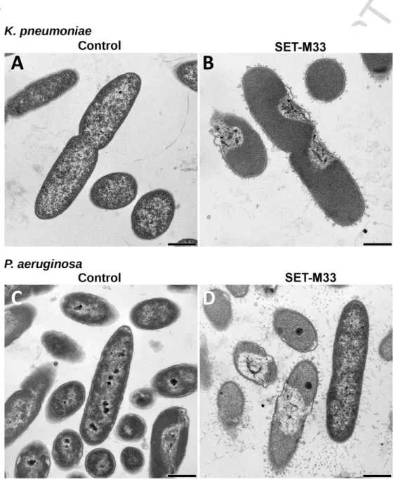 Figure  4.  Transmission  electron  micrographs  (TEM)  of  K.  pneumoniae  ATCC  13833  and  P