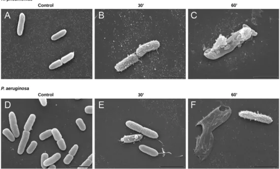 Fig. 3. Scanning electron micrographs (SEM) of K. pneumoniae ATCC 13833 and P. aeruginosa PAO1