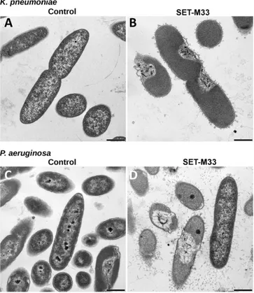 Fig. 4. Transmission electron micrographs (TEM) of K. pneumoniae ATCC 13833 and P. aeruginosa PAO1