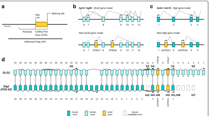 Fig. 4 DLG2 gene model and exon mapping in mouse and human. a Qualitative graphical representation of H3K4me3 peak (HP), upstream promoter, and coding first exon (CFE)