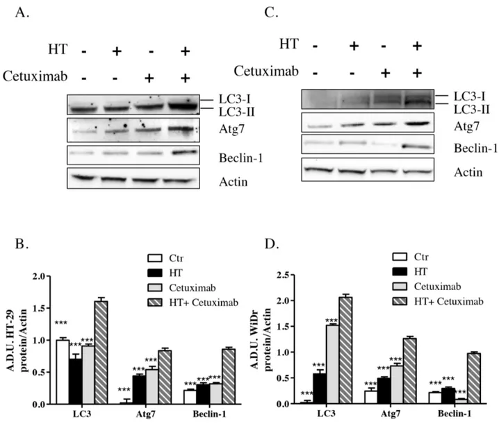 Figure 9: HT and cetuximab combination induces autophagy in colorectal carcinoma cells