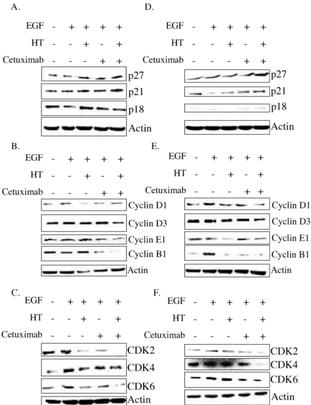 Figure 5: HT and cetuximab combination modulate the cell cycle checkpoint proteins in colorectal cancer cells