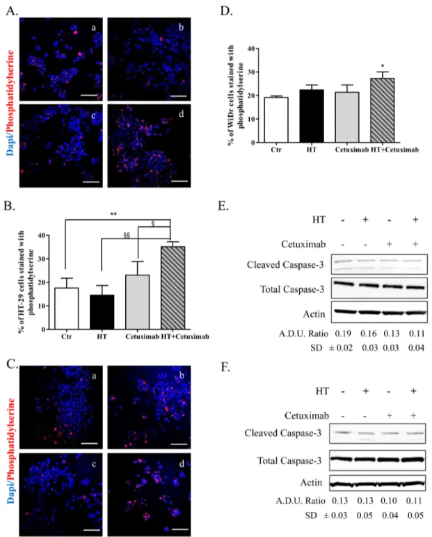 Figure 6: HT and cetuximab combination induces caspace3-independent apoptosis in colorectal cancer cells.