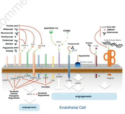 Figure  1.  Schematic  representation  summarizing  the  antiangiogenic  therapy  drugs  and their targets