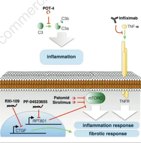 Figure 2. Schematic representation summarizing the anti-inflammatory and anti-fibrotic therapy drugs and their targets