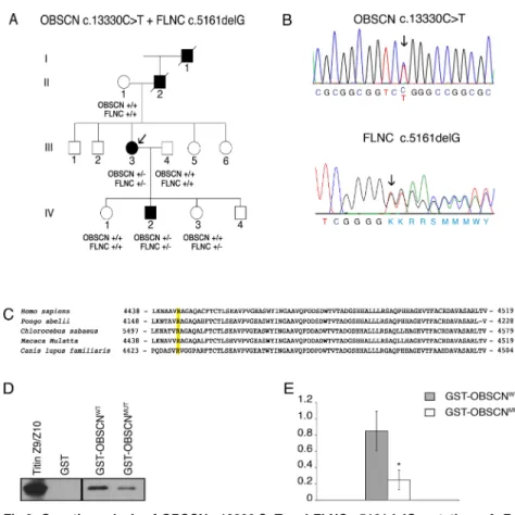 Fig 2. Genetic analysis of OBSCN c.13330 C &gt; T and FLNC c.5161delG mutations. A. Family pedigree.