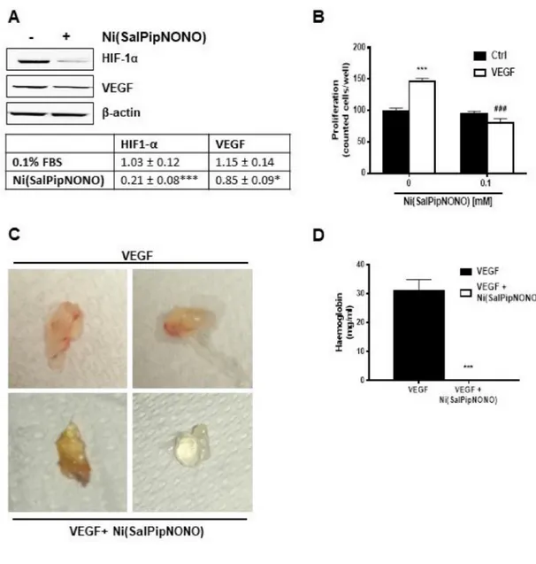 Figure 6: Ni(SalPipNONO) has antiangiogenic activities.  (A) A549 cells were treated with Ni(SalPipNONO) 0.5 mM for 24  h and HIF-1α and VEGF protein expression was evaluated by western blot