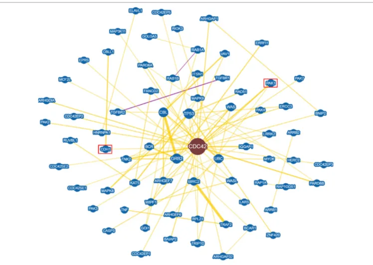 FigUre 6 | CDC42 Interaction networks analysis graph performed using Biogrid software tool