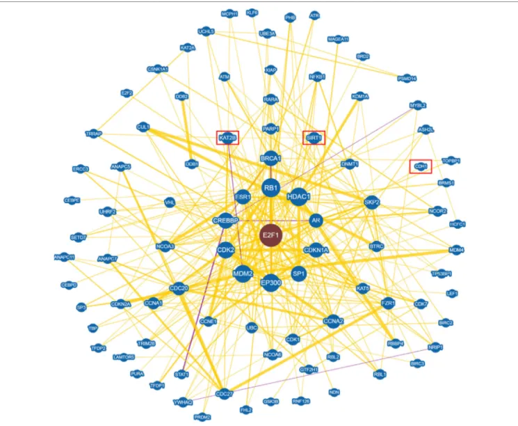 FigUre 5 | E2F1 Interaction networks analysis graph performed using Biogrid software tool