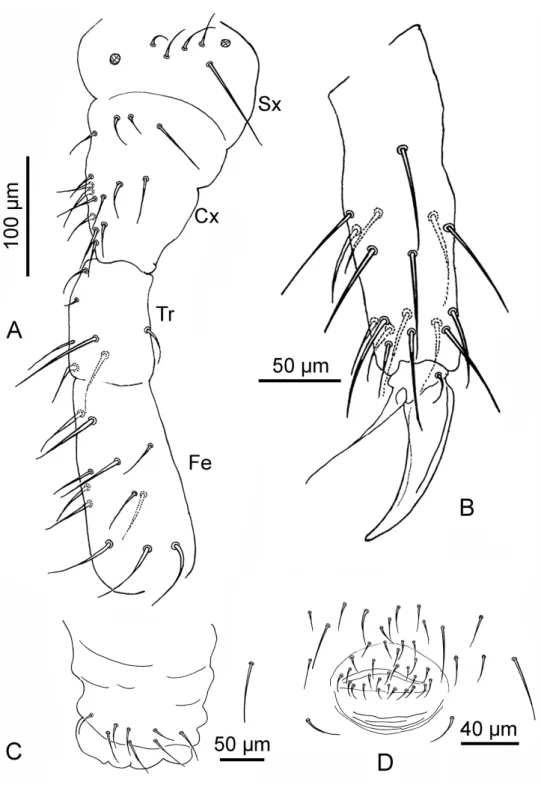 Figure 3. Deuteraphorura pieroluccii sp. n. A chaetotaxy of leg III from subcoxae to femur (Sx – sub-