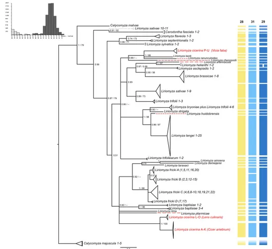 Figure 2. The phylogenetic tree obtained through Bayesian inference (BI), applying the cytochrome c  oxidase subunit one (cox1) data set