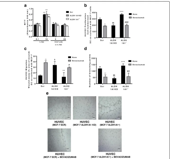 Fig. 4 MCF-7 ALDH1A1 regulates endothelial angiogenic features in VEGF dependent manner