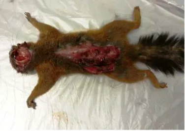 Figure 1 – Necropsy of the red squirrel injured by Barraband’s parakeet. The fracture of