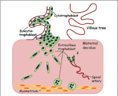 Figure 2. The interplay of endocrine and paracrine mediators at the feto–maternal interface