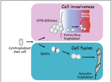 Figure 3. Specific differentiation pathways of the BeWo and the HTR- HTR-8/SVneo trophoblast cells.