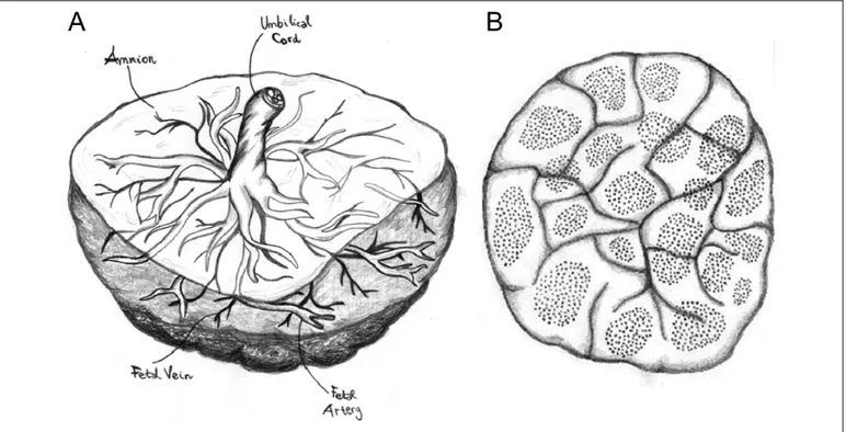 Figure 5. Anatomy of human placenta. A, Fetal side: the amnion, umbilical cord, and fetal vessels are visible