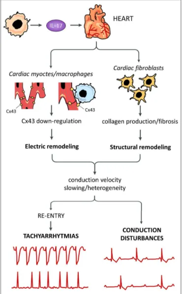FIGURE 1 | Putative pro-arrhythmic effects of IL-17. Systemically released IL-17 can promote arrhythmogenesis by affecting different cells in the heart