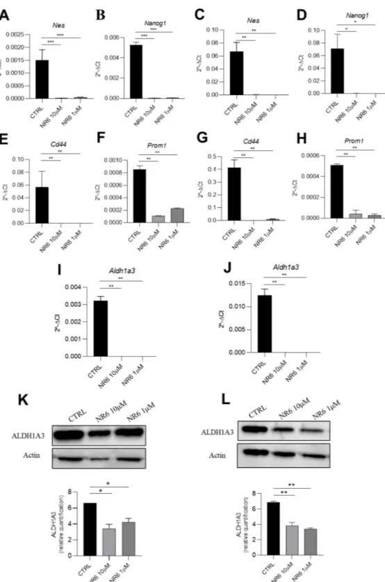 Figure 7. ALDH1A3 inhibitor is able to reduce stemness in vitro. Gene expression analysis quantified by qPCR of (A) Nes; (B) Nanog1 in HCT116; (C) Nes; (D) Nanog1 in U87MG cells