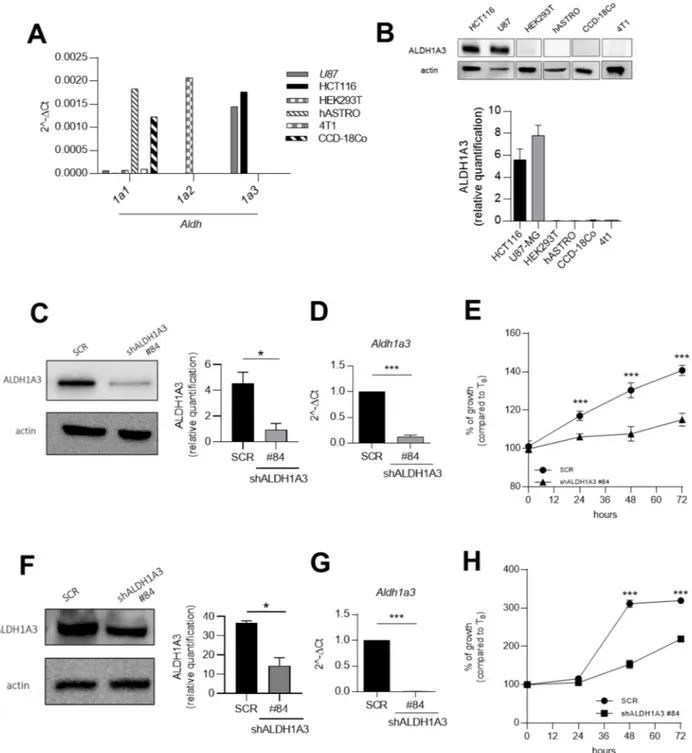 Figure 1. ALDH1A3 is overexpressed in glioblastoma U87MG and colorectal cancer HCT116 cell lines and its silencing determines a decrease in cell growth