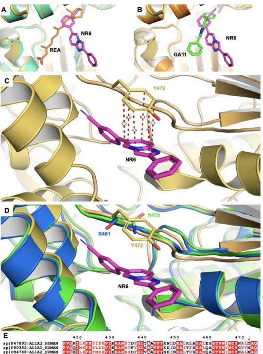 Figure 3. Structural superimposition between the complex ALDH1A3-NR6, other ALDH1A3 complexes (PDB 5FHZ and PDB 6S6W and the ALDH1A1 (PDB 4WB9) and ALDH1A2 (6B5G) to describe the key residue for the selectivity (A) Superimposition between monomers A from P