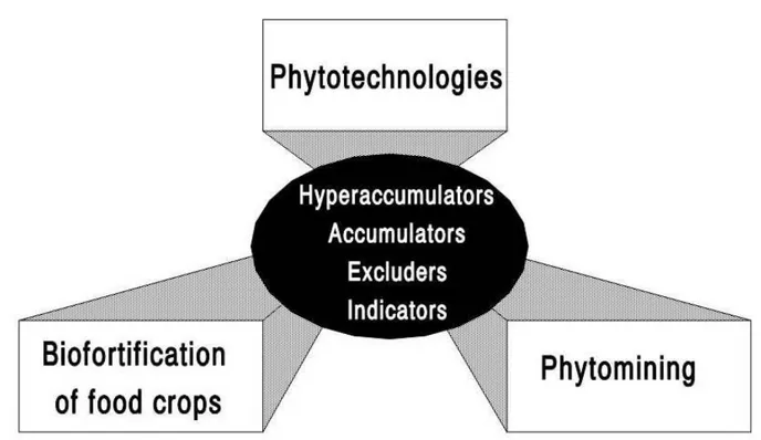 Figure 10: Beneficial use of plant metal interactions: a) Phytoremediation, b) Biofortification of food crops, and c)  Phytomining