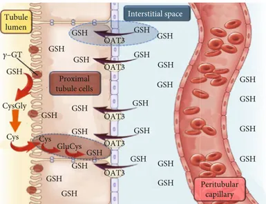 Figure 7: Schematic diagram representing the ﬂux of GSH into the renal cells. GSH can enter renal cells by diﬀerent pathways